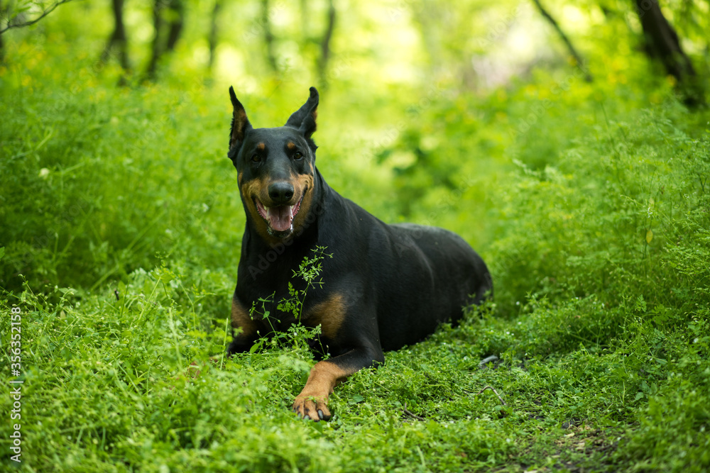Dog on the grass. Doberman lies on the grass in the forest. black german shepherd. black dog on green grass