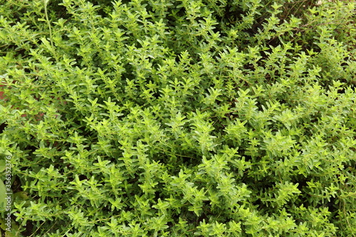 Thymus serpyllum  creeping thyme grows thickly in a herb garden.
