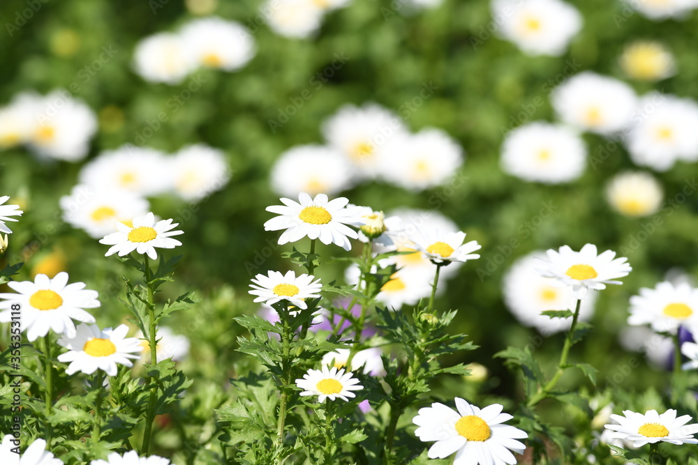 花壇の可愛い小花