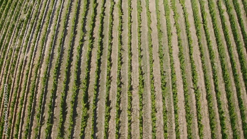 Drone shot of grapevines and vineyards from above while flying directionally and tilting up revealing beautiful scenery and mountains in stellenbosch and Constantia in South Africa. photo