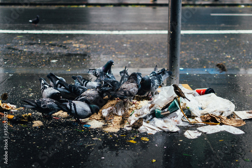 Photography Pigeons eating garbage