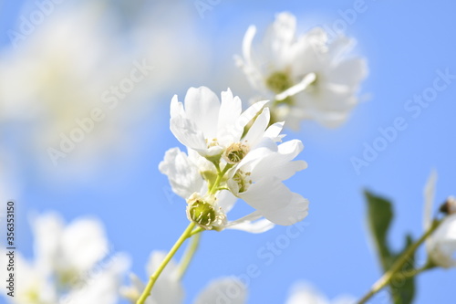白色の花