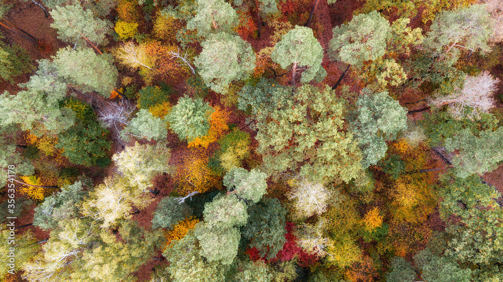Obraz jesienny krajobraz. widok na kolorowy las. strzał z drona
