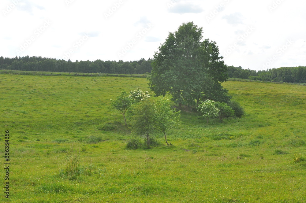 Drzewa na polu. Polska - Mazury - Warmia.