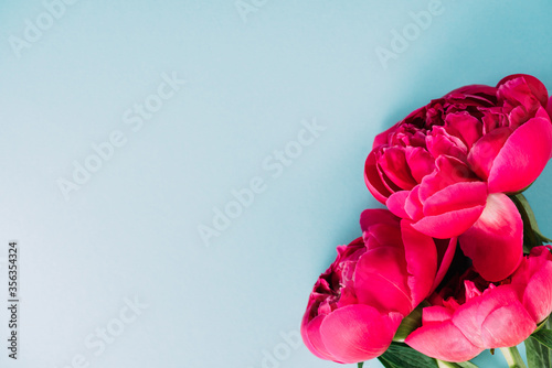 Фотография top view of colorful pink peonies on blue background