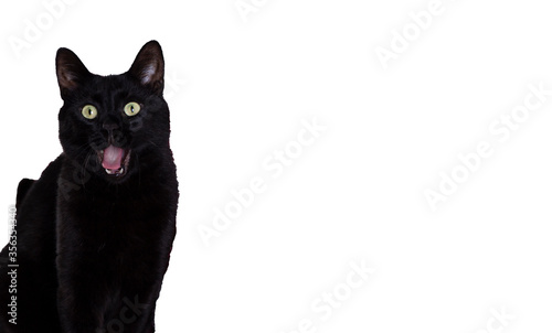 Pet animal; black cat