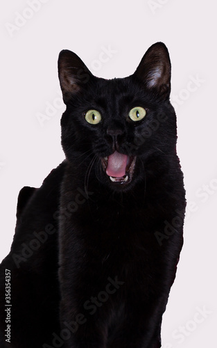 Pet animal; black cat