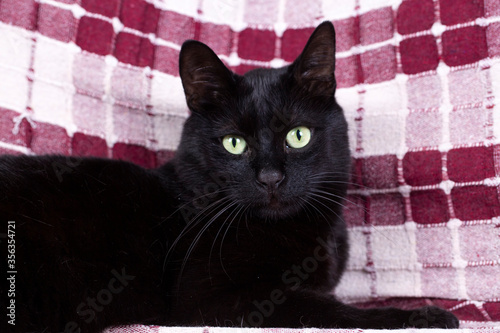 Pet animal; black cat