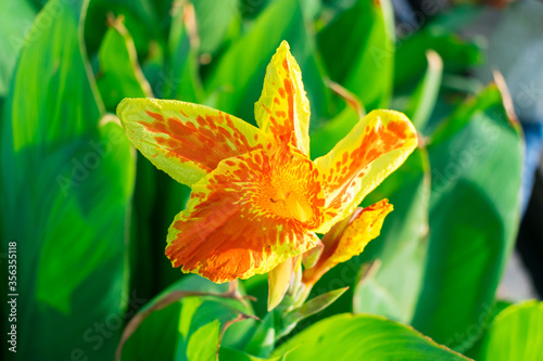 Canna lily or cana flowers in a tropical garden close up