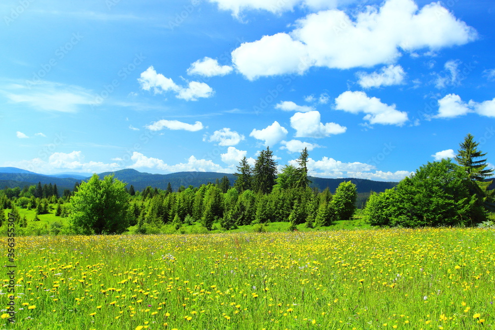 Beautiful mountain landscape at sunny day with green flowering meadow, forest, and blue sky with some clouds Beautiful mountain landscape at sunny day with green flowering meadow, forest, and blue sky with some clouds