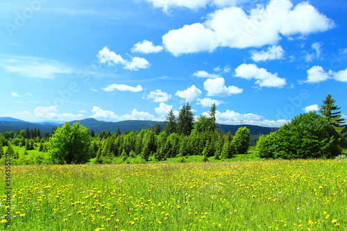 Beautiful mountain landscape at sunny day with green flowering meadow  forest  and blue sky with some clouds 