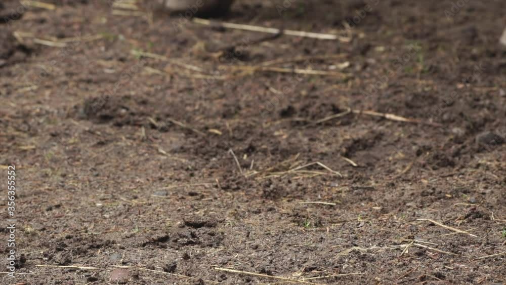Horse hooves moving across dusty ground close-up Horse hooves moving across dusty ground close-up