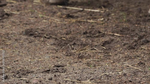 Wallpaper Mural Horse hooves moving across dusty ground close-up Torontodigital.ca