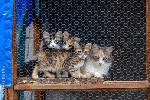 Photography Cats in animal shelter