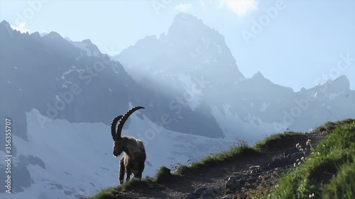 Alpine ibex grazing with snowy mountain backdrop, Italian Alps photo