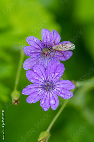 Cranesbills group of flowers, Geranium Rozanne in bloom