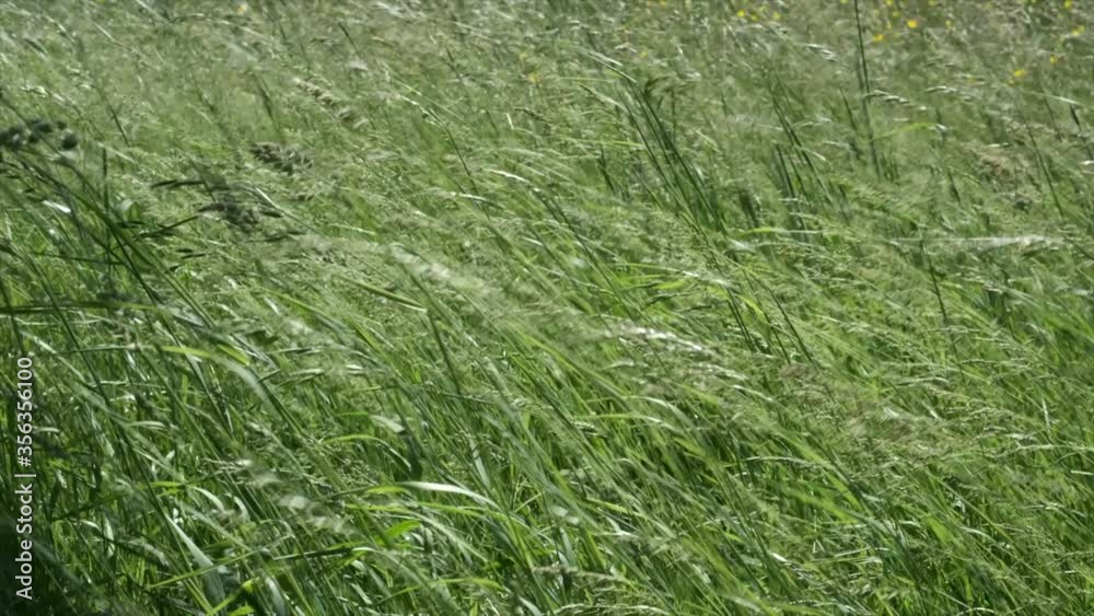 Strong wind blowing on to meadow grass and wild Spring flowers in a field in Worcestershire, UK. Strong wind blowing on to meadow grass and wild Spring flowers in a field in Worcestershire, UK.