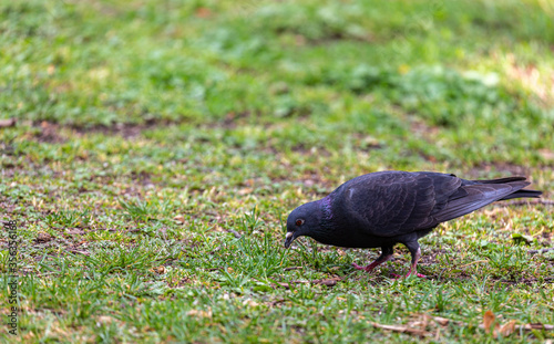 Pigeon walking in a park