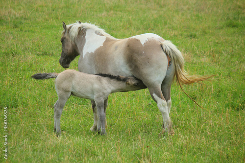 baby foal suckling milk in the meadow
