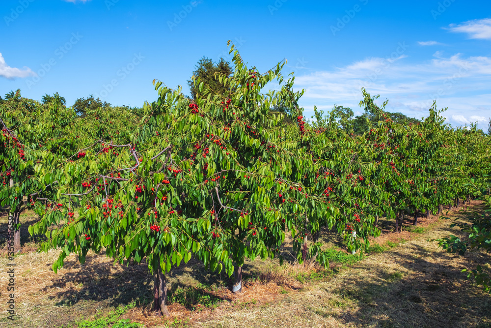 Leckere frische rote reife Kirschen am Baum in einem Obstgarten