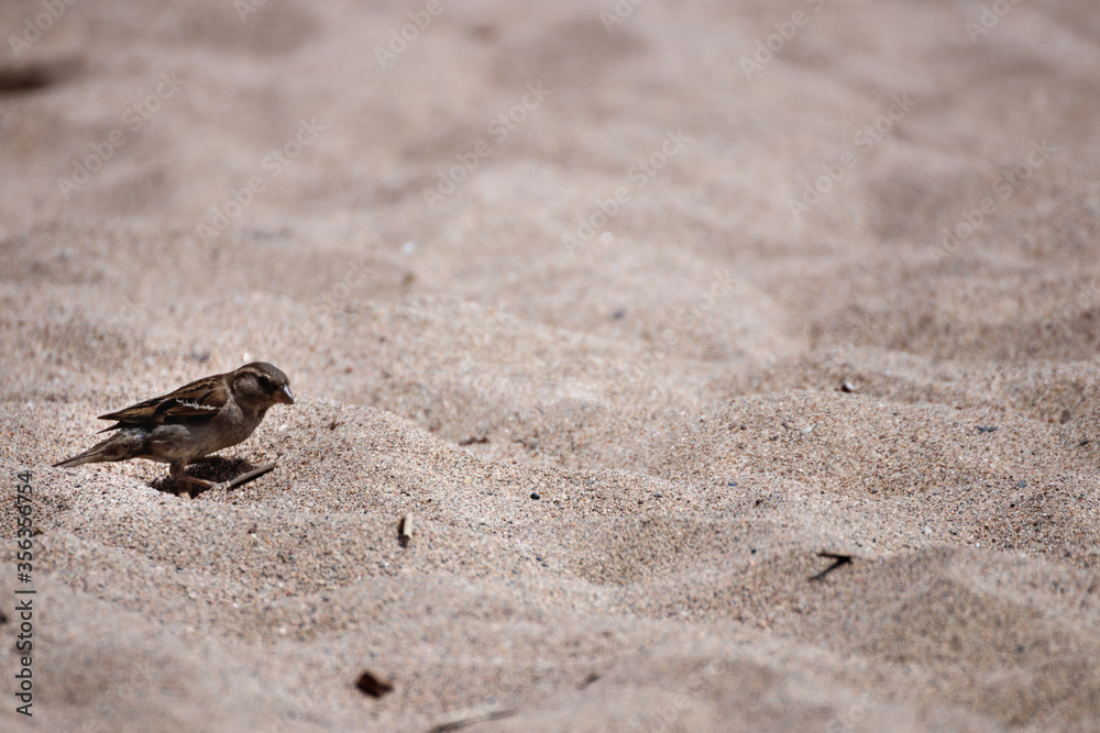 view of a little sparrow view of a little sparrow
