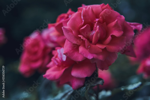 Red roses in a garden 