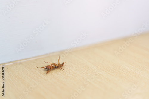 Dying and struggling cockroach © bonnontawat