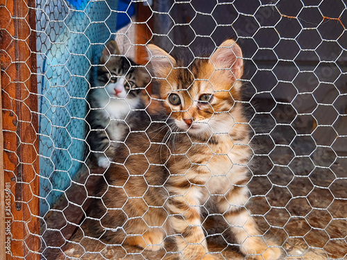 Canvas Print Cats in animal shelter