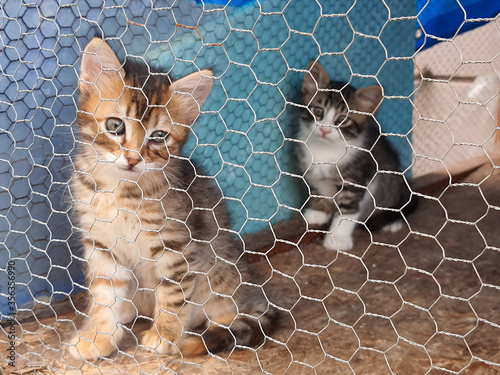 Cats in animal shelter