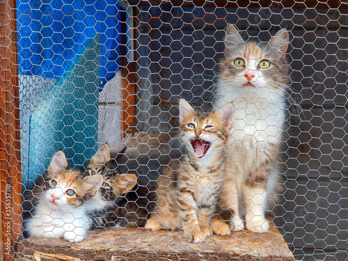 Cats in animal shelter