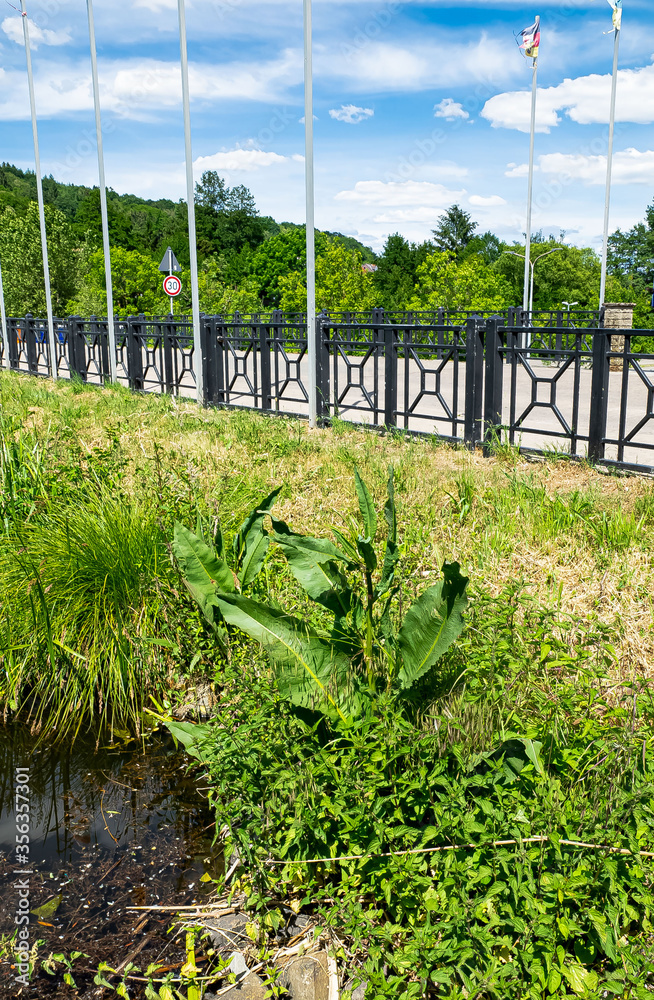 Wiesen- Sauerampfer