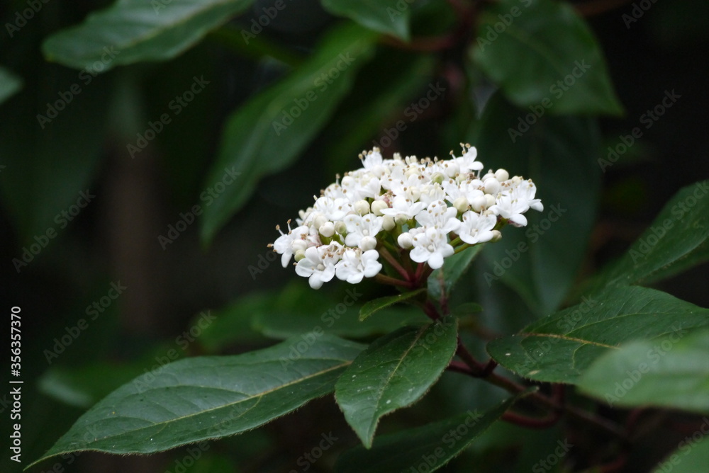 Fleur macro Fleur macro