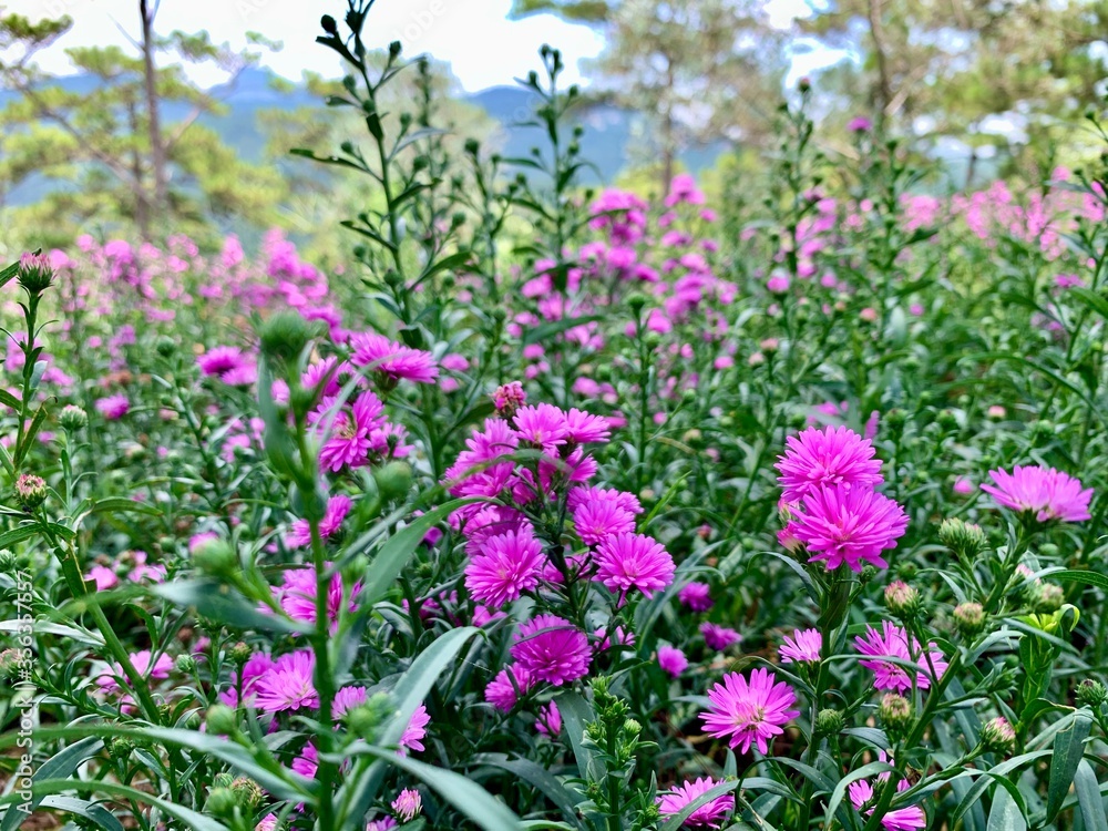 Fototapeta premium New york aster blooming in the summer.