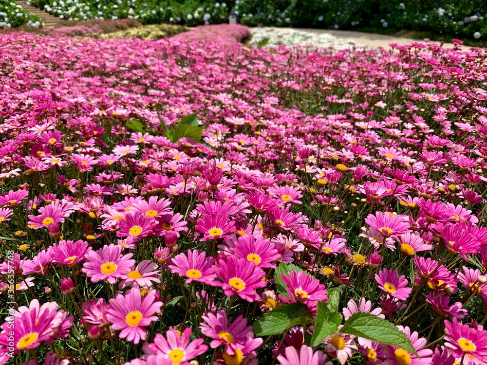 Beautiful Daisy Garden at the Love Valley, Da Lat city, Vietnam.