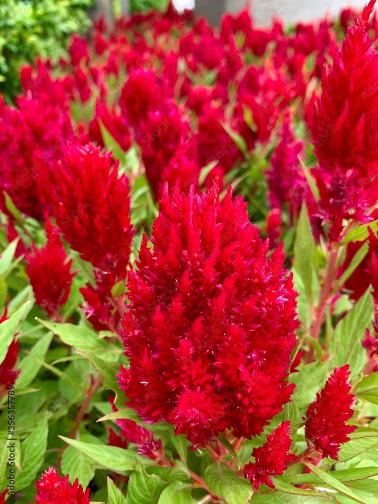 The Blooming Plumed Cockscomb. The Blooming Plumed Cockscomb.