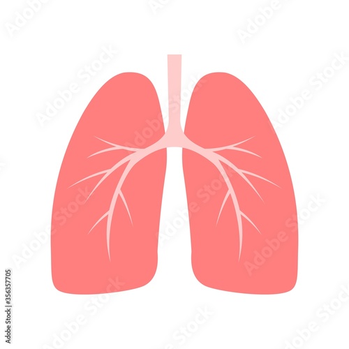 ISOLATED ILLUSTRATION OF HUMAN LUNGS ON A WHITE BACKGROUND