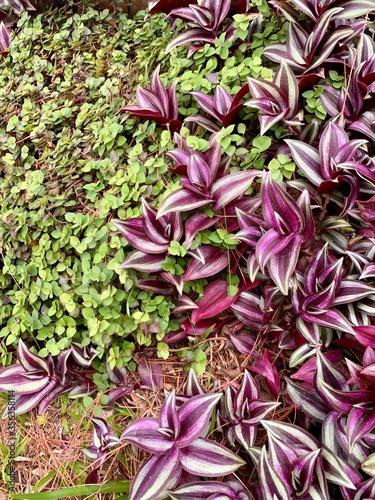 Wandering jew and green grass.