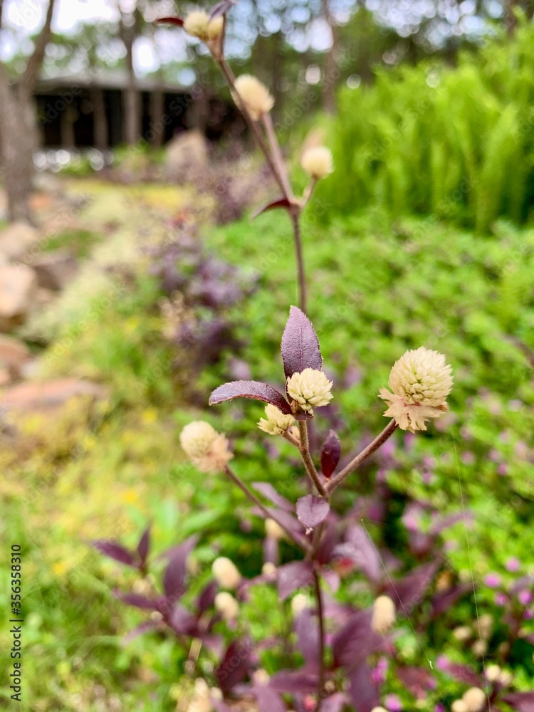 Focused look of a Brazilian joyweed.