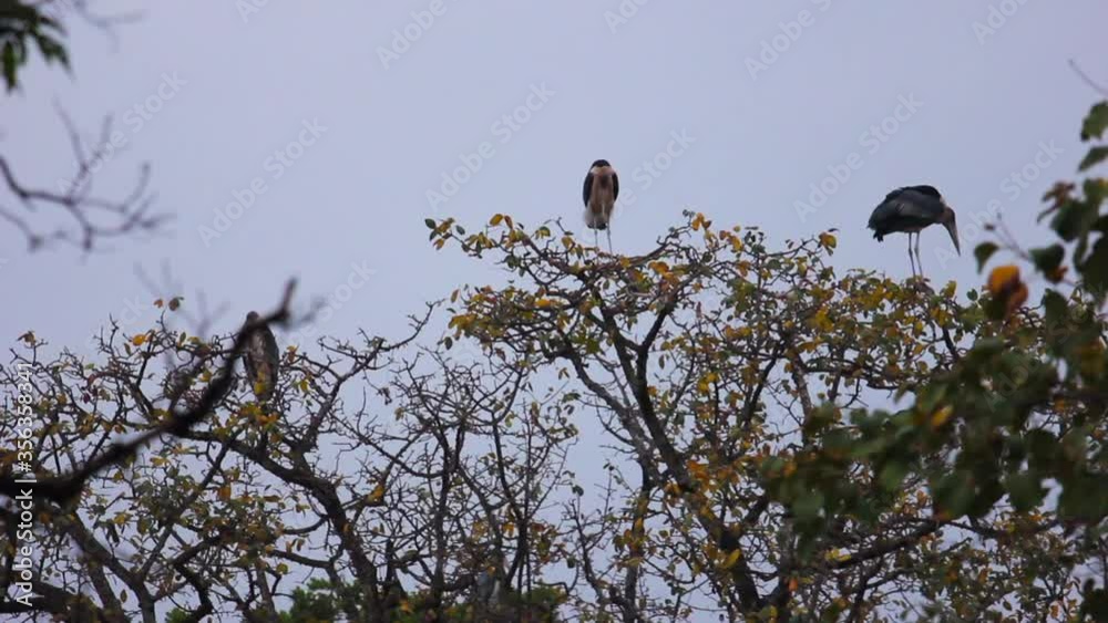 Two coastal birds perched above on tree branches and balancing with outstretched wings, static Two coastal birds perched above on tree branches and balancing with outstretched wings, static