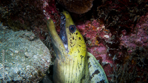 Fimbriated Moray eel at Bali photo