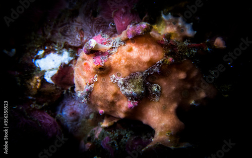 Frogfish blending with its surrounding
