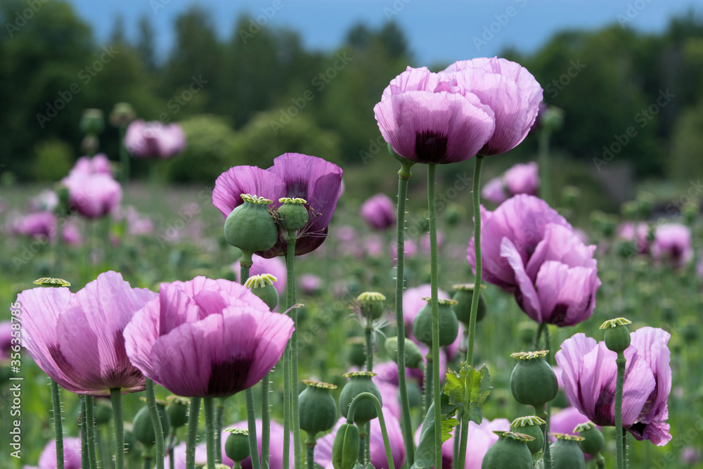 Obraz premium Backmohn, Ackerbau, Pink, Erzgebirge, Sachsen, Deutschland