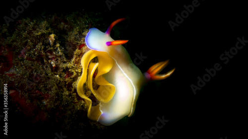 Hypselodoris bullocki eggs off the coast of Padangbai, Bali photo