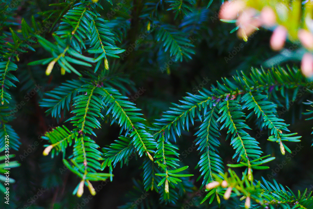 background of evergreen tree branches