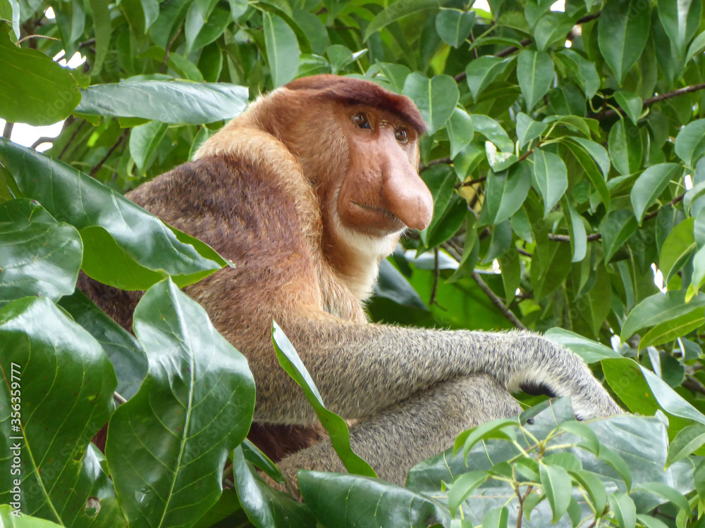 Fototapeta premium Nasenaffe