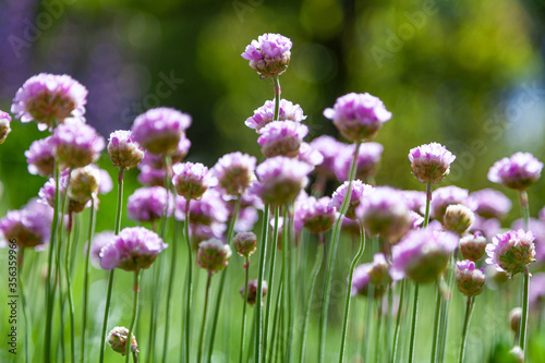 Purple flowers in the garden. Onion  or chives  is a perennial herbaceous plant Latin name  Allium schoenoprasum.