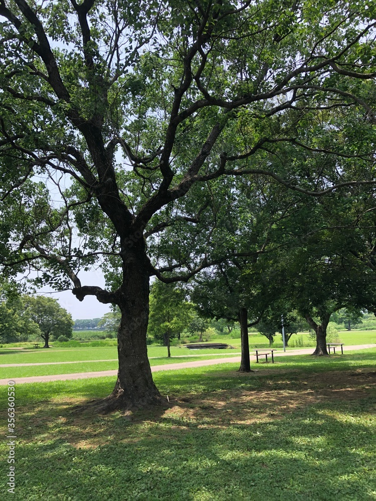 Obraz premium 緑豊かな公園