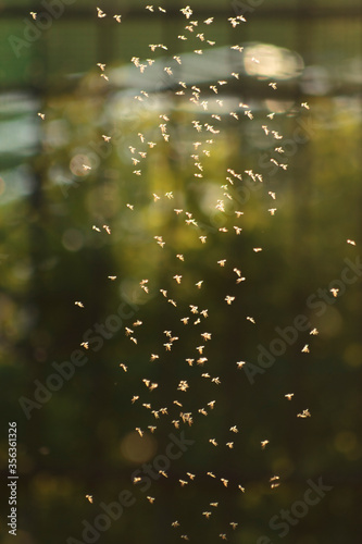 flock of mosquitoes in sun glare