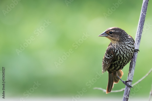 Female red-winged blackbird perched on thin reed looking left across the frame with a blurred green background
