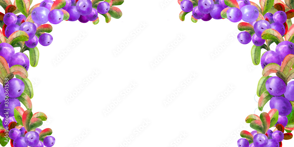 Horizontal frame with ripe irgi berries on a white background. Graphic element. Watercolor illustration